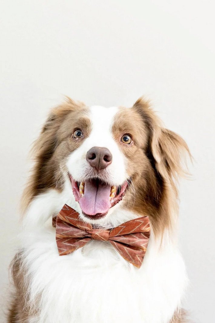 A happy brown-and-white dog poses against a clean neutral background wearing a patterned rust-colored bow tie. The playful portrait highlights the pup’s bright expression and polished, dressed-up style.