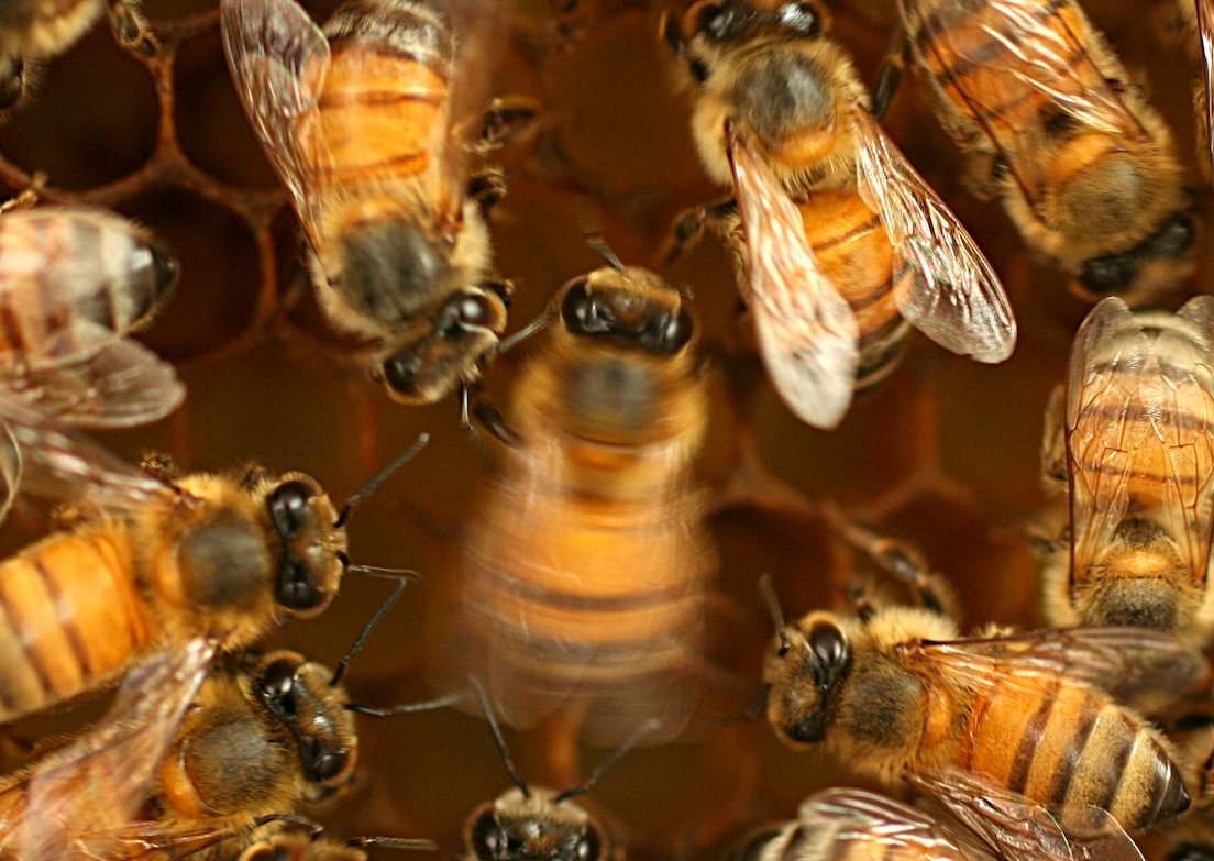 Honey bees fanning at hive entrance