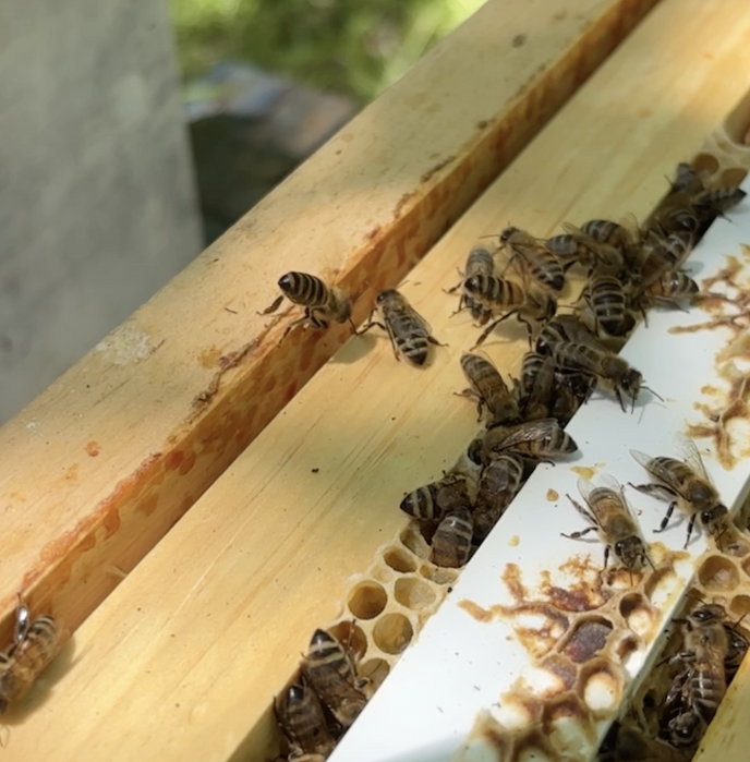 Honey bees bearding outside a hive