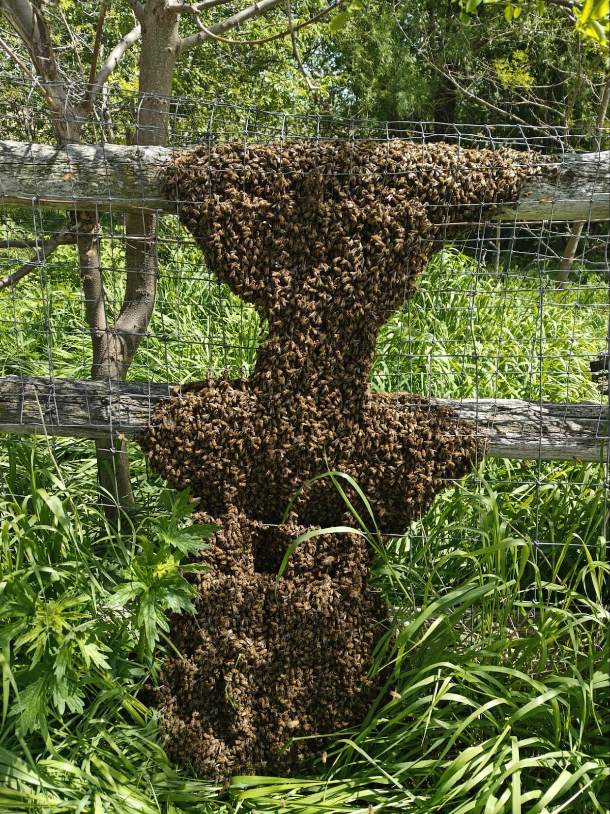 Honey bee washboarding activity
