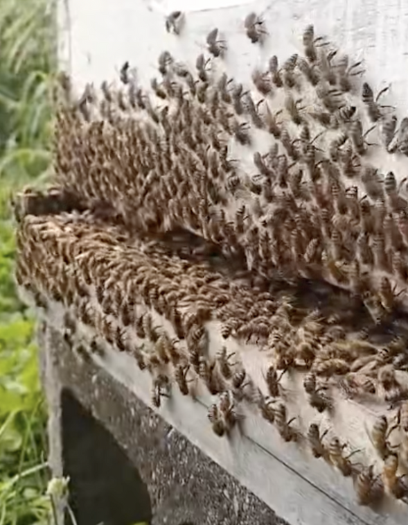 Honey bees on a comb