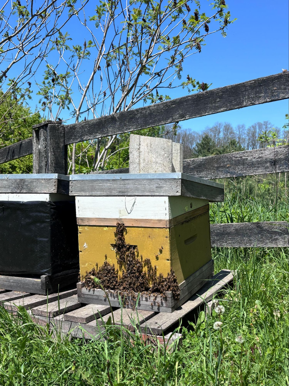 Honey bee swarm