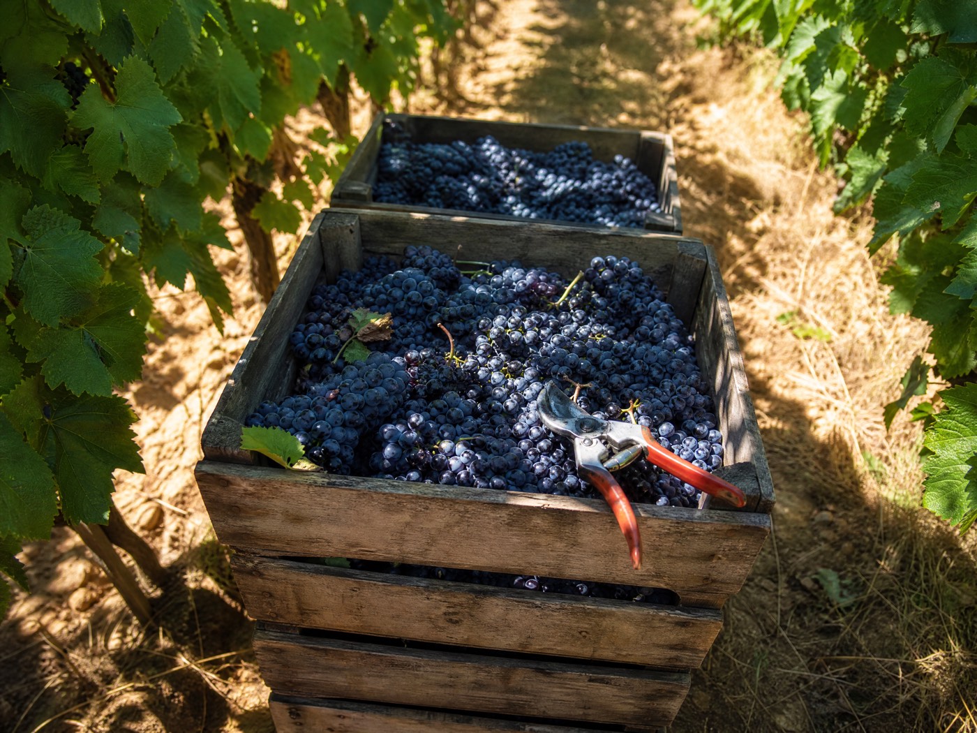 Caisses de vendange remplies de grappes noires fraîchement coupées entre deux rangs de vigne en Languedoc, récolte 2026 précoce