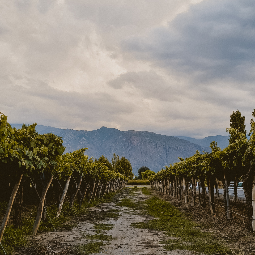 Vine rows at Luracatao with the Andes behind