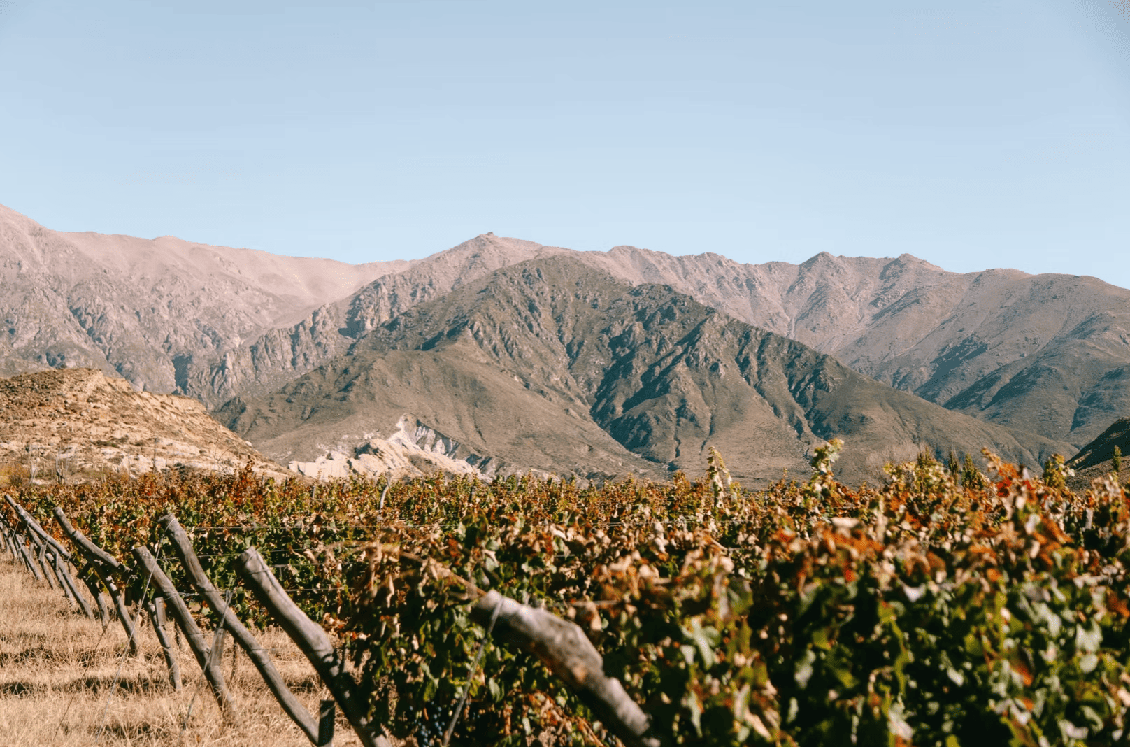 Luracatao valley with the mountains behind the vines