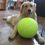 HUGE TENNIS BALL