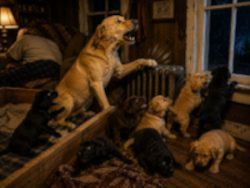 TAIL WAGS