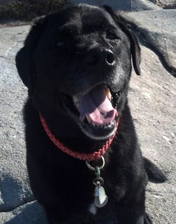 HAPPY HANDSOME COAL DOG