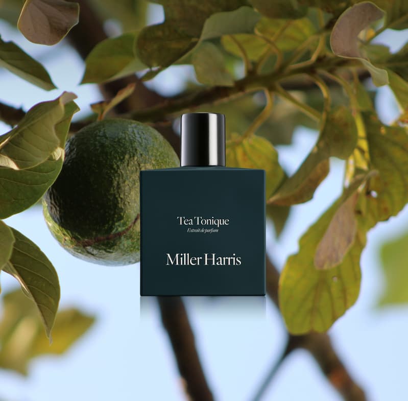 Fragrance Forecast