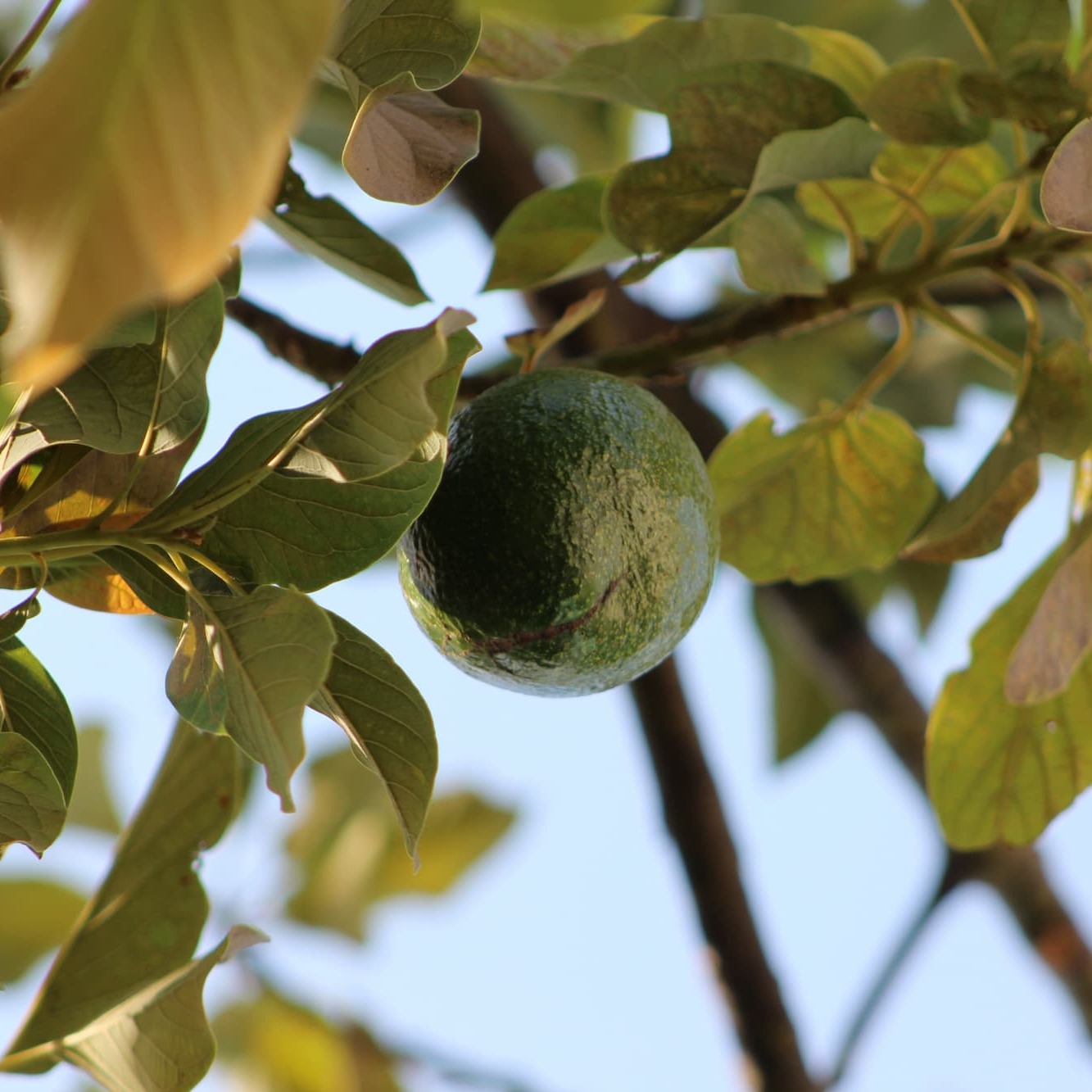 Bergamot