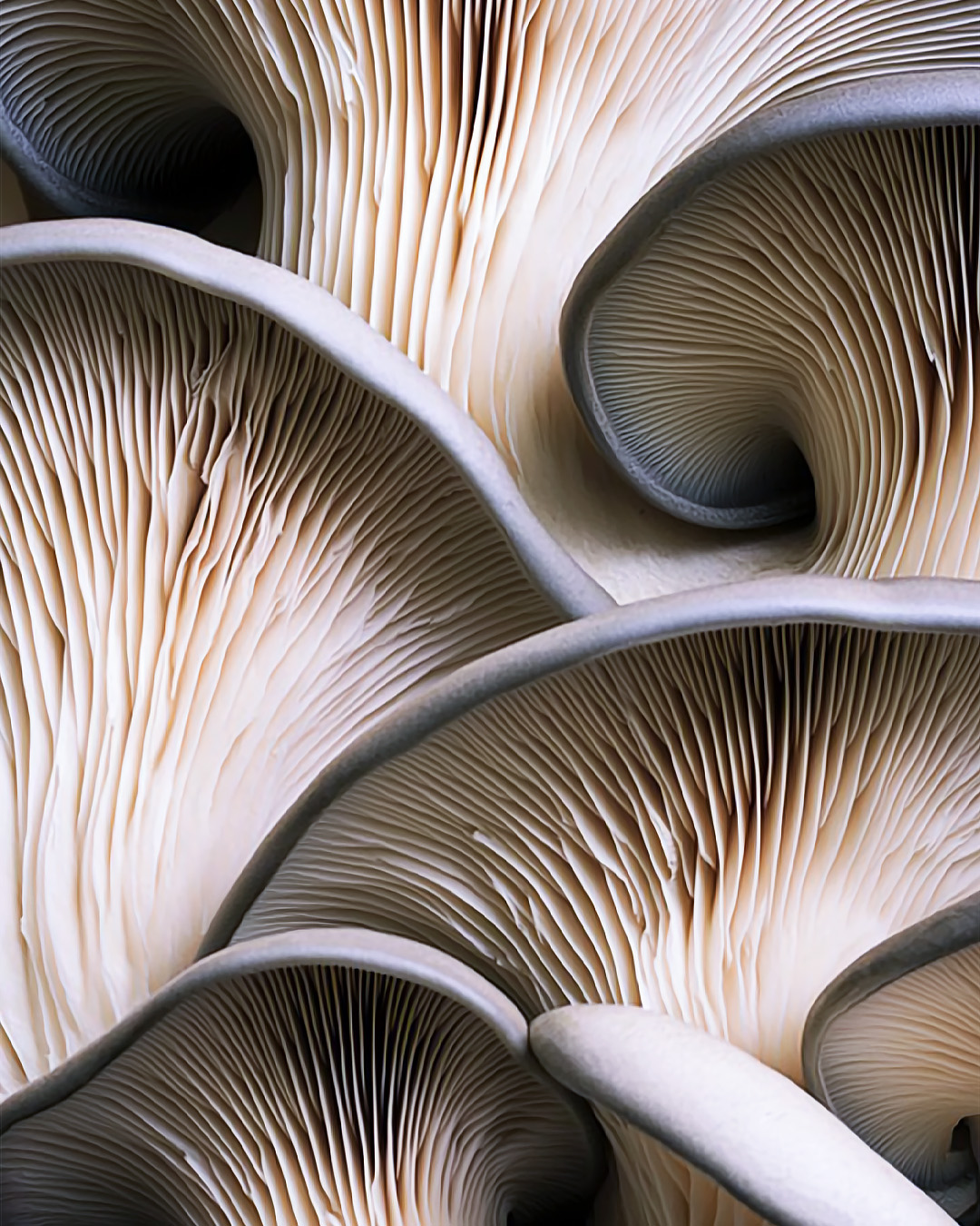 The Shroom Essence Ingredient