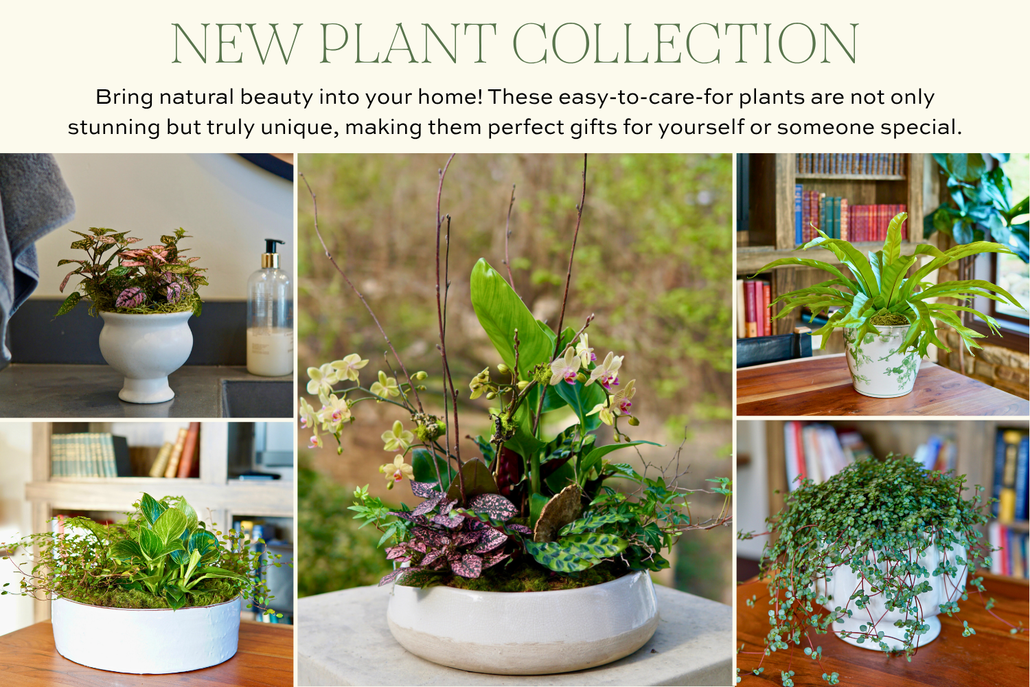 April Arrangement and Plant of the Month featuring a garden-style spring floral arrangement and a decorative philodendron planter with lush greenery
