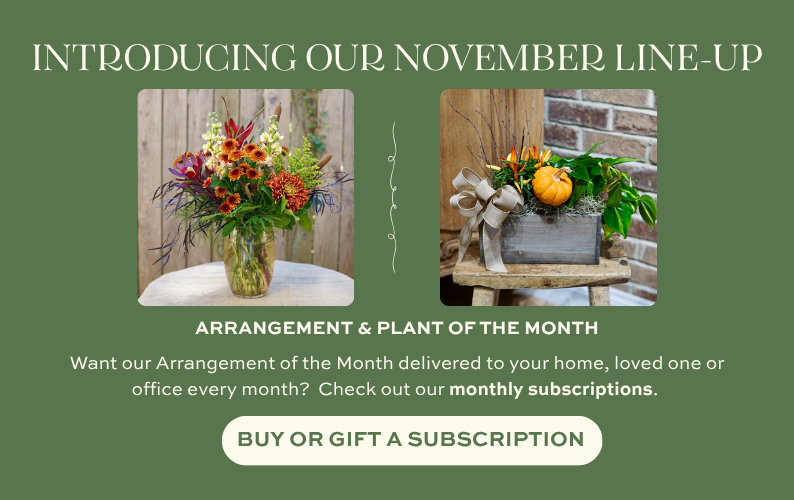 November Arrangement of the Month featuring vibrant autumn flowers, seasonal grasses, and colorful foliage in a glass vase November Plant of the Month featuring a decorative seasonal planter with pumpkin accents and tropical greenery