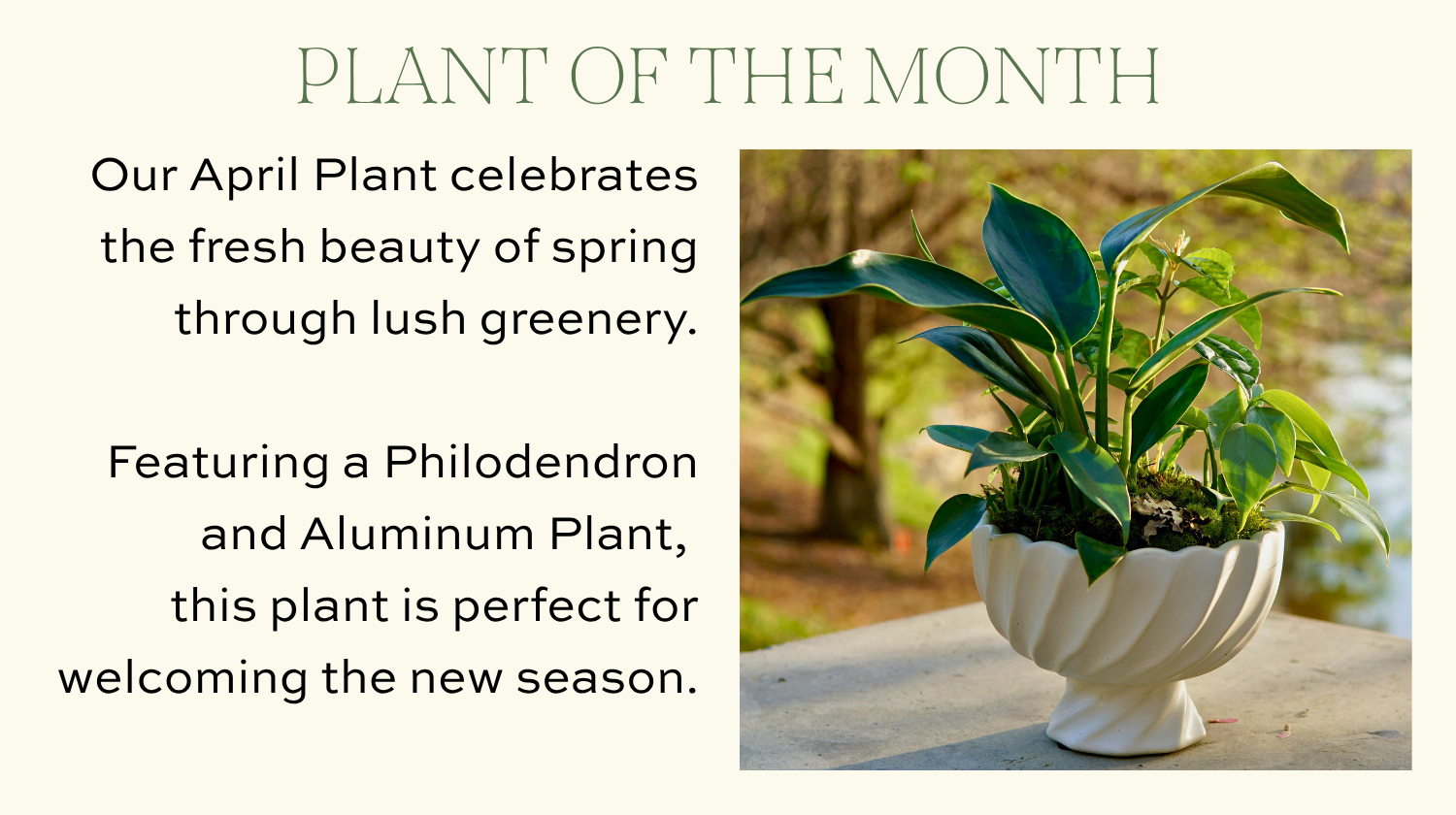 Getting ready for prom? Explore bouquets, corsages, boutonnieres, unique houseplants, and fresh spring floral inspiration in Blossom & Vine's April newsletter