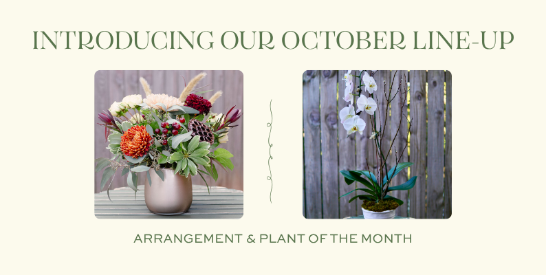 October Arrangement of the Month featuring dahlias, succulents, berries, grasses, and seasonal autumn blooms