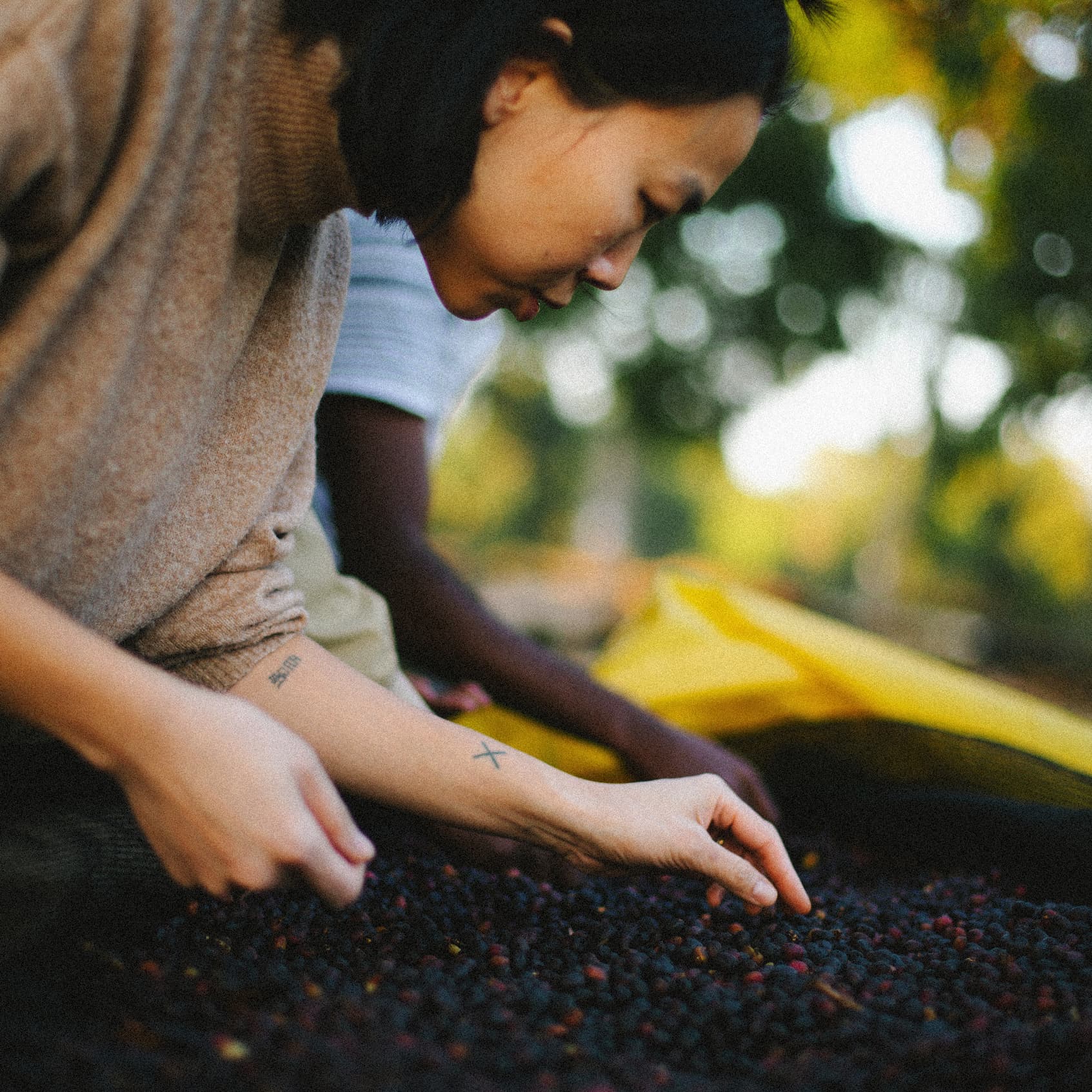 Single Origin Coffees