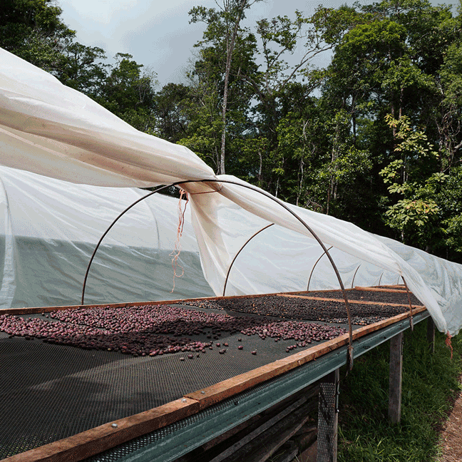 Single Origin Coffees