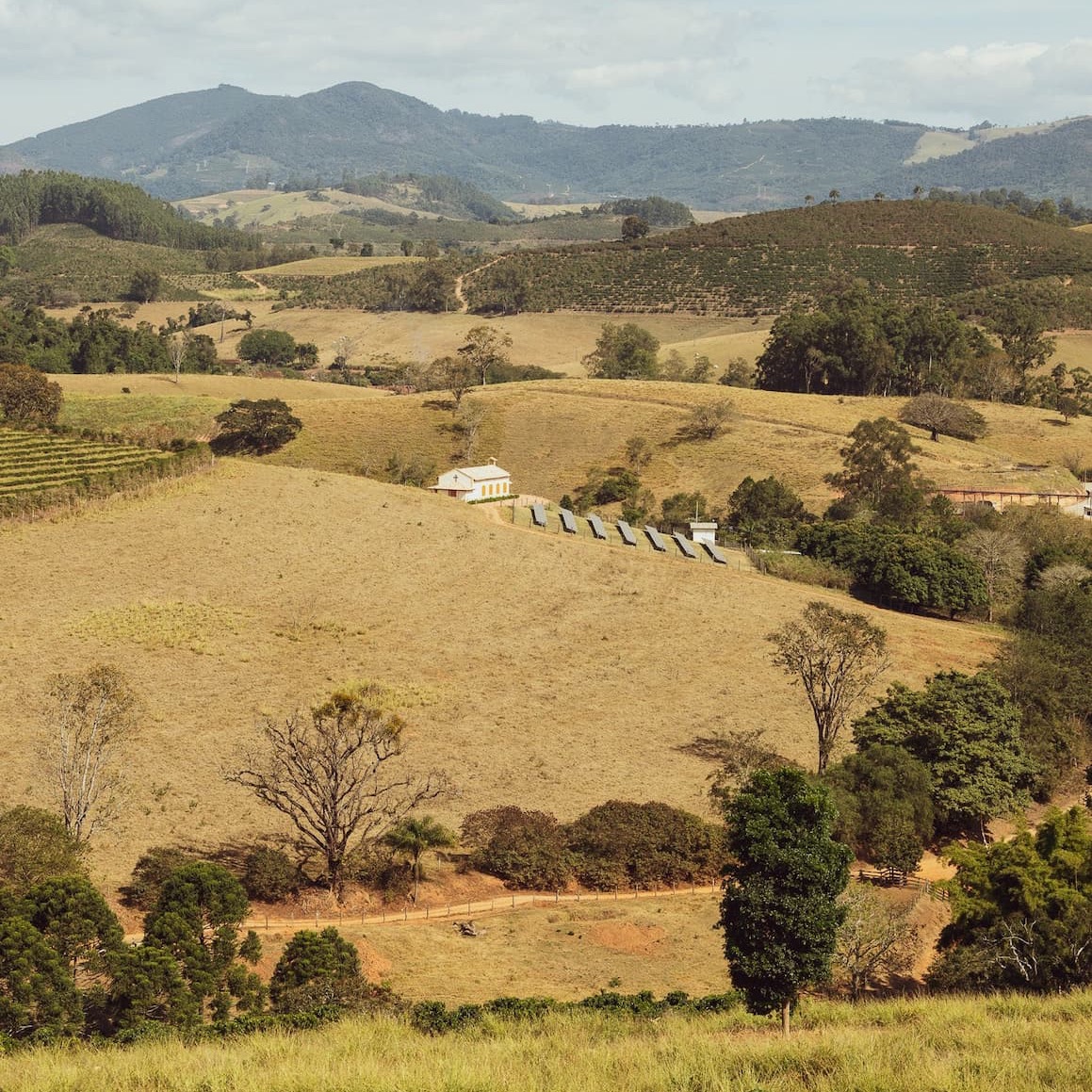 Single Origin Coffees