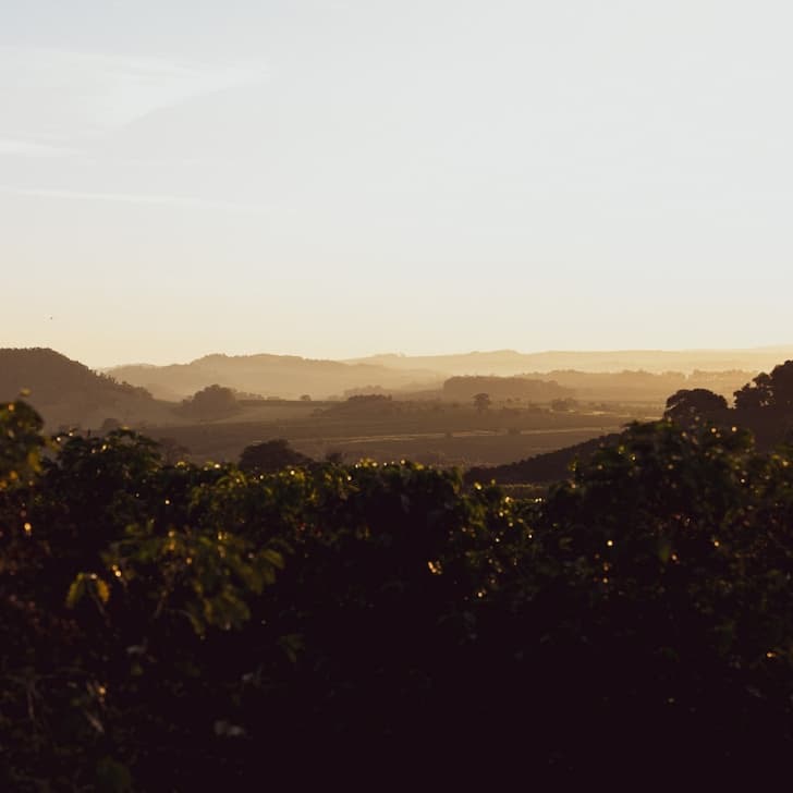 Single Origin Coffees