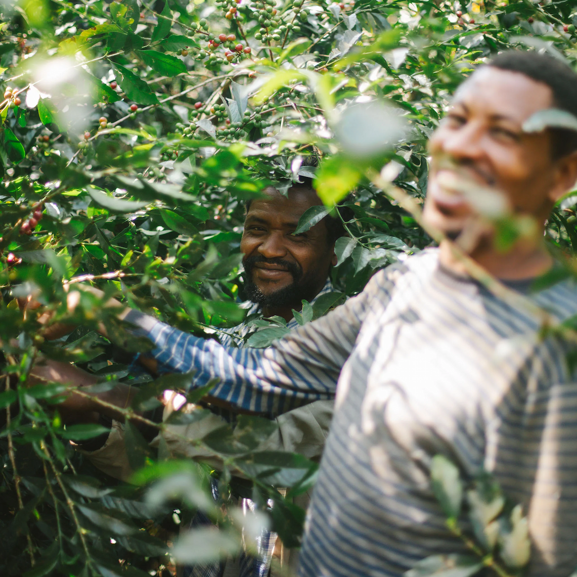 Single Origin Coffees