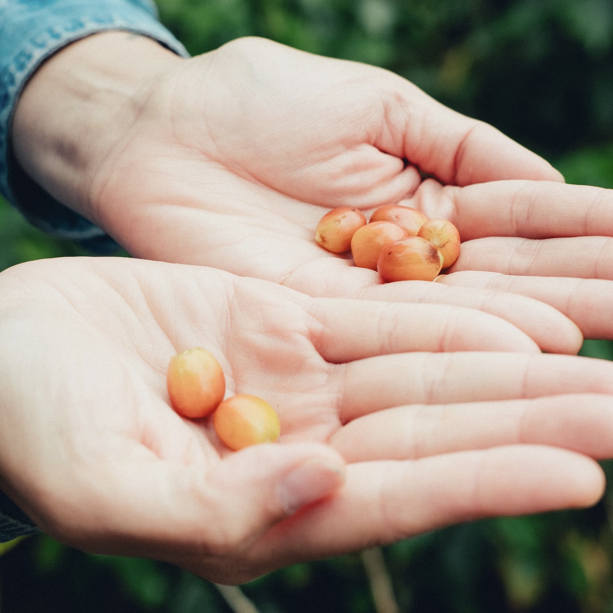 Single Origin Coffees