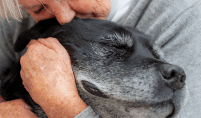 Closeup of a person hugging their elderly dog.