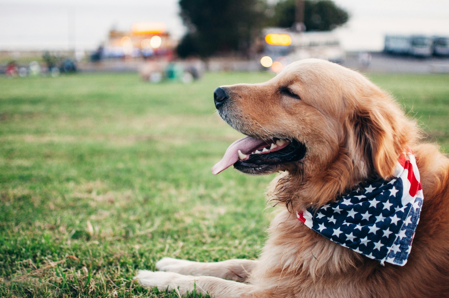 Dog with American flag bandana.