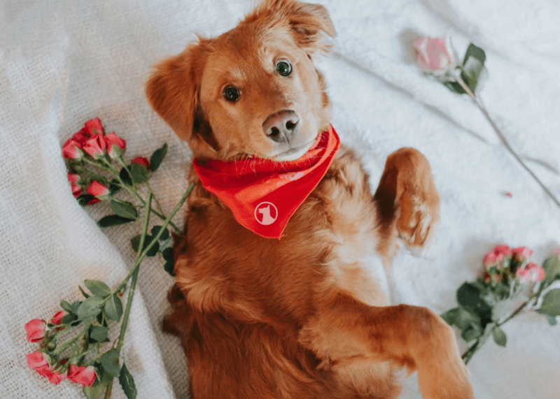 Dog laying with roses around it.