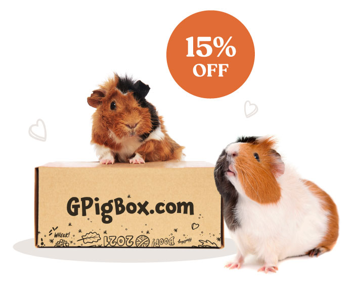 The Lovers Box: 1-2 Guinea Pigs - Monthly Subscription Box | GPigBox