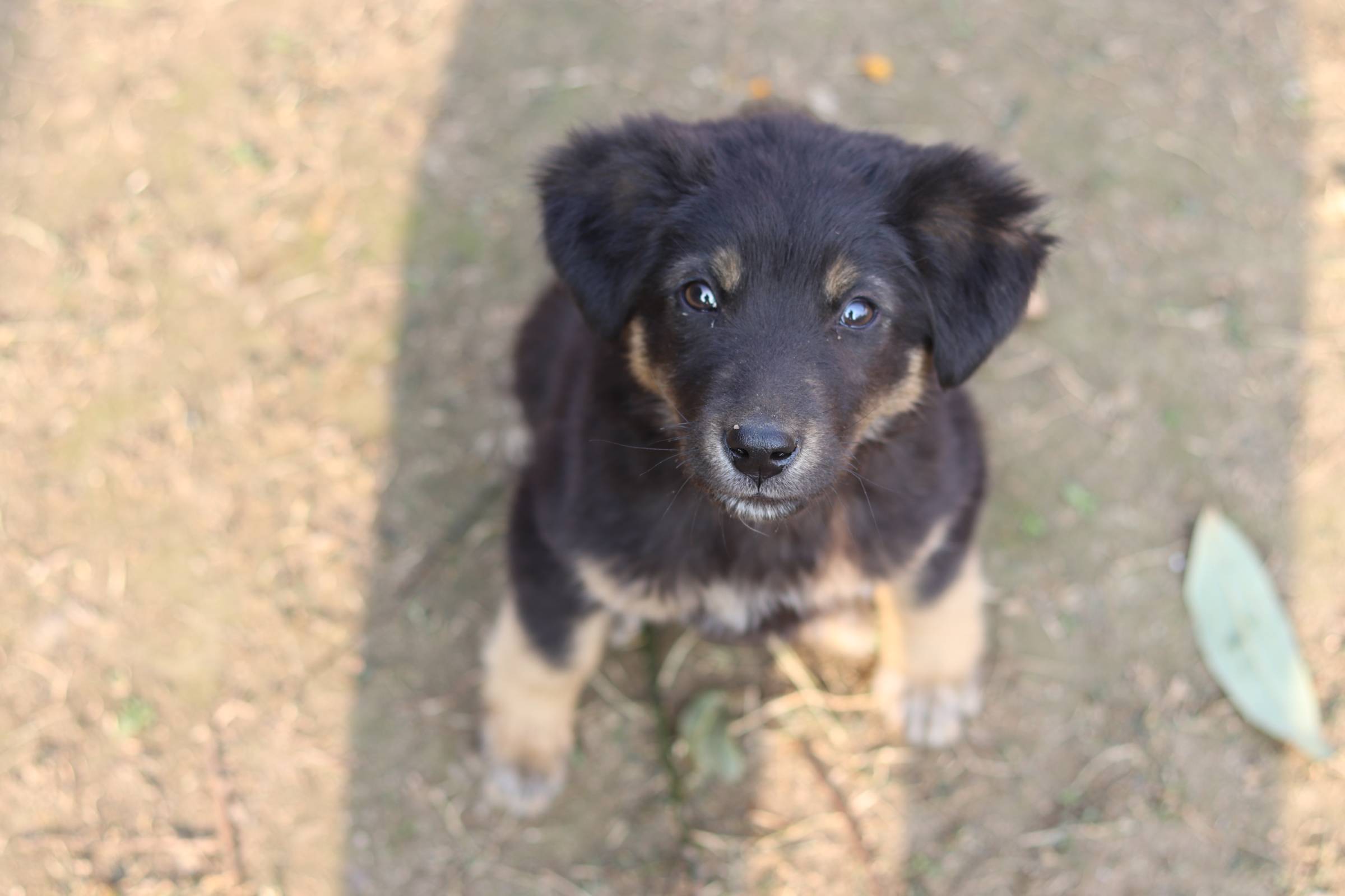 My name is Hunter and I am a good boy.