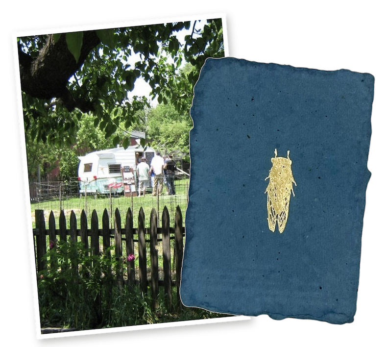 Little Freshie and the cicada card