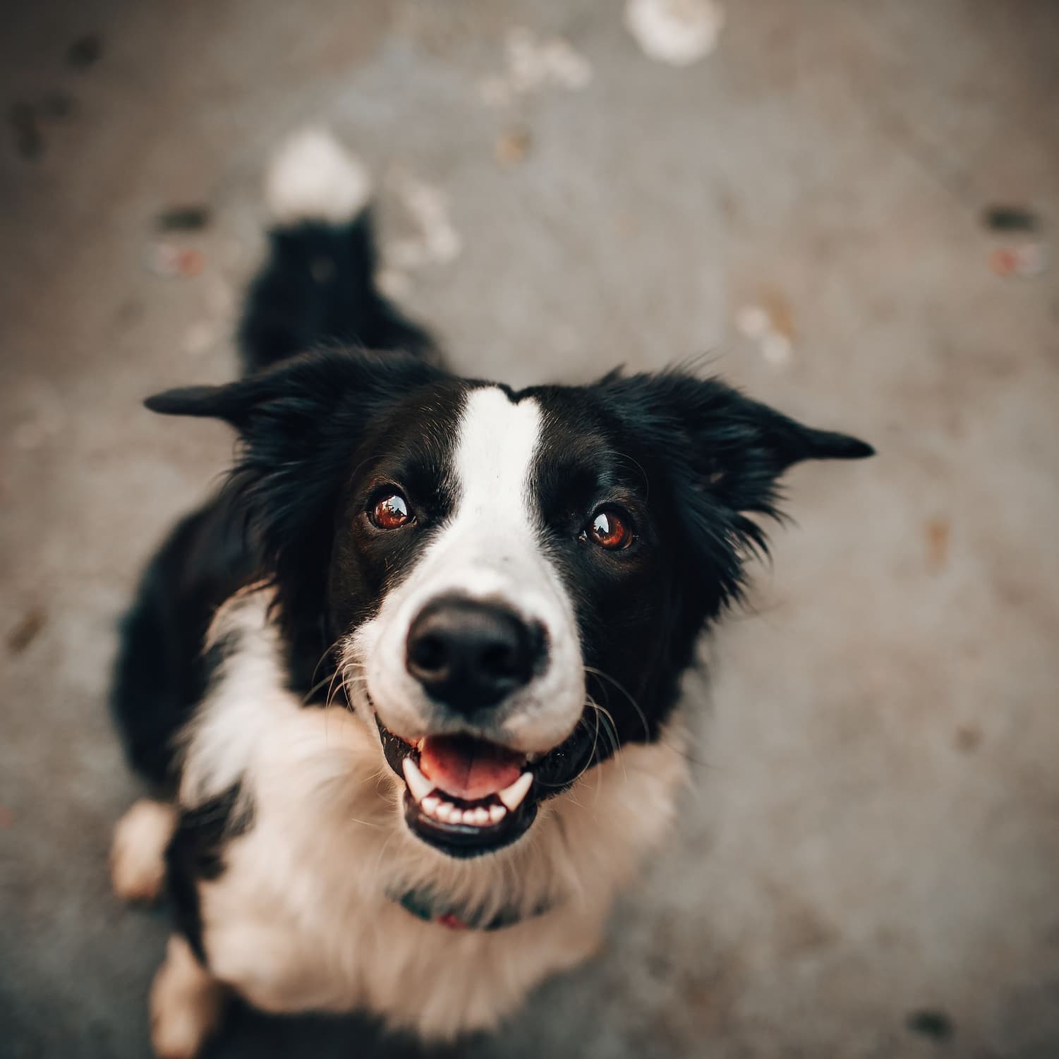 Join epet dog