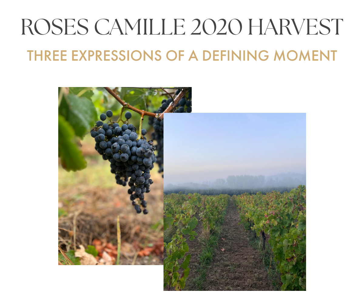 Roses Camille 2020 Vintage