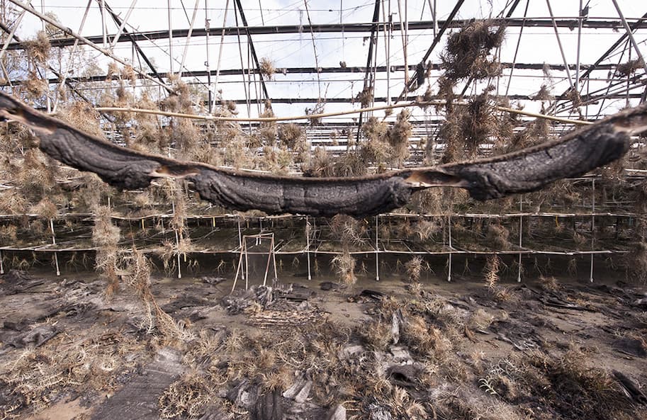 The Bonsall growing grounds after the Lilac Fire: scorched rafters, a melted water line, and burned tillandsias still hanging from the wires