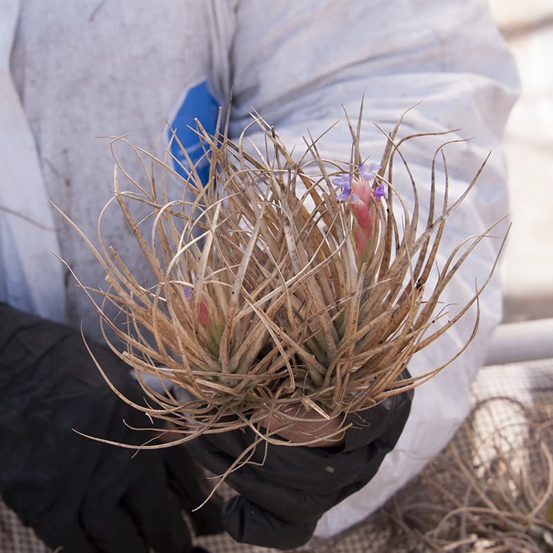 A scorched Tillandsia Houston held in a gloved hand, leaves burned to straw, with a pink bract and purple flower opening at the centre