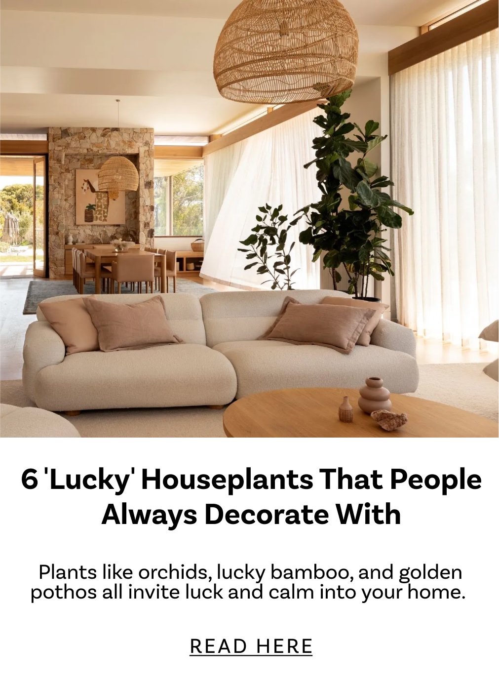 6 'Lucky' Houseplants That People Always Decorate With to Bring a Sense of Prosperity Into Your Home