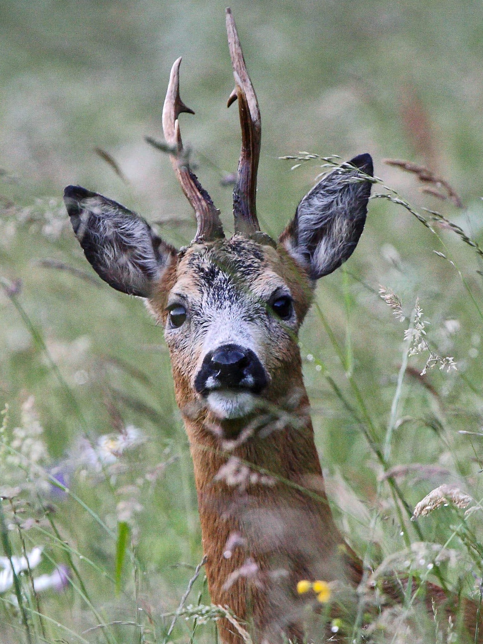 Tout savoir sur la Biche – Nemrod.co, image size:1565x2087