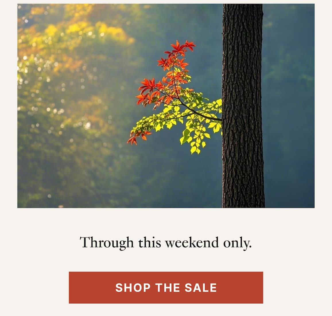 Shop the Sale 