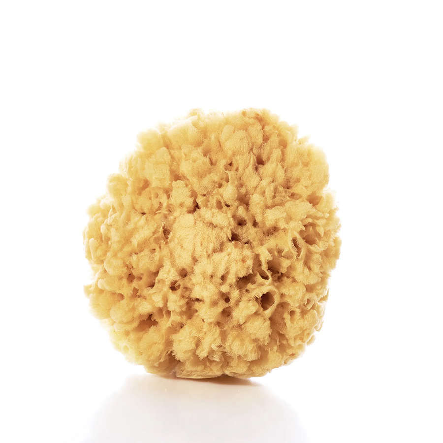 Natural Sea Sponge