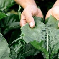 Glyphosate Isn't Just A Weed Killer — Here's What It's Doing To Your Body