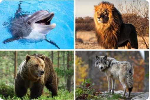 Are You a Bear, Lion, Wolf, or Dolphin?