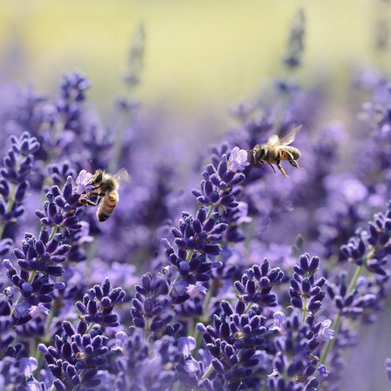 Lavendel Hidcote Blue &mdash; Gratis-Geschenk bei G&auml;rtner Harry