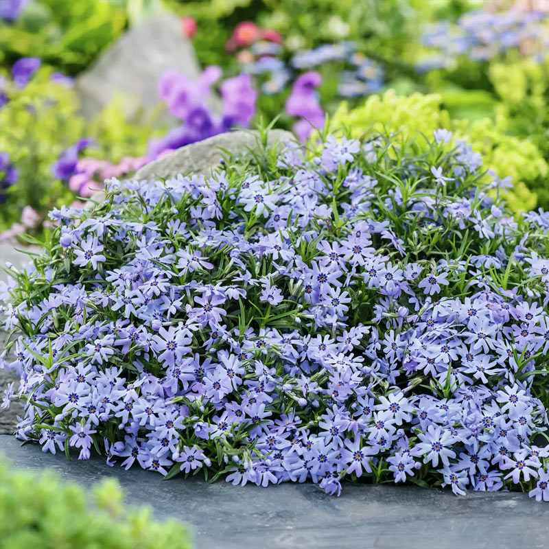 Polsterphlox Blue Dark Center (Phlox subulata) &mdash; dichter hellblauer Bl&uuml;tenteppich mit dunklem Zentrum