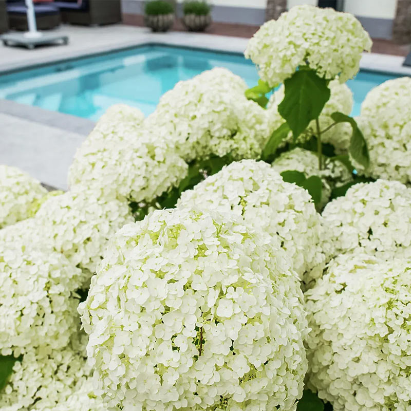 Schneeballhortensie Strong Annabelle&reg; &mdash; Gratis-Geschenk bei G&auml;rtner Harry