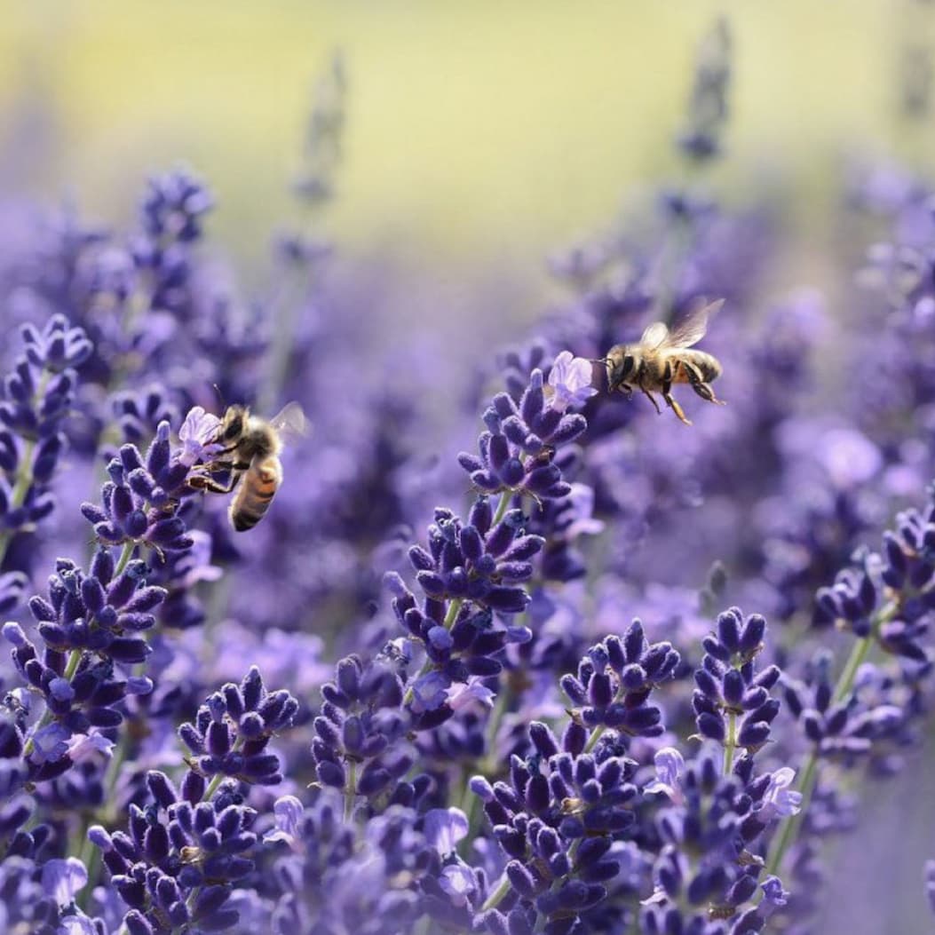 Lavendel Hidcote Blue in voller Blüte