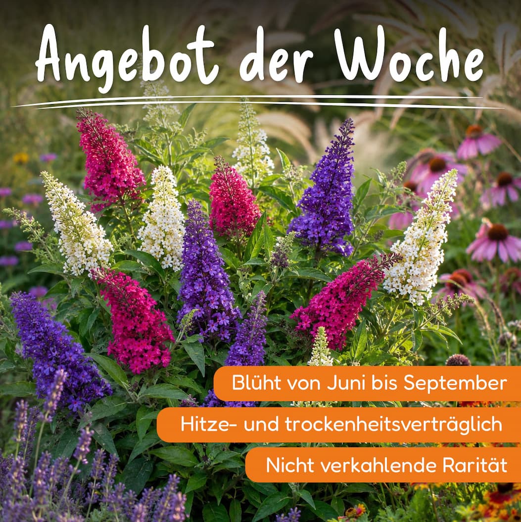 Zwerg-Sommerflieder Butterfly Candy Trio – drei Farben in einem Topf