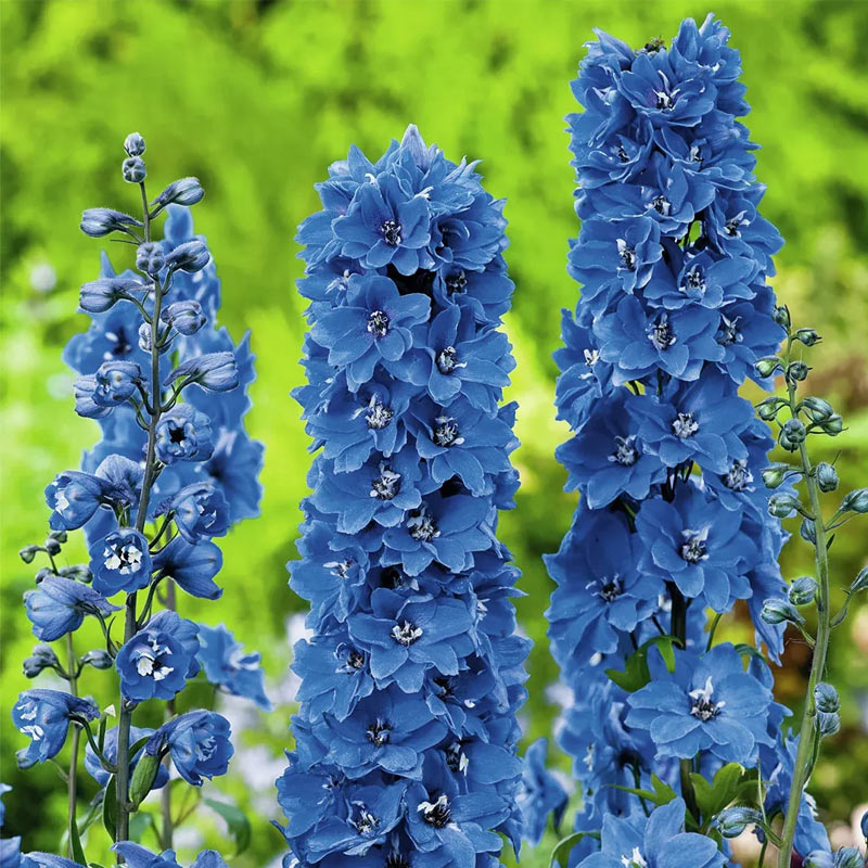 Staudenrittersporn dunkelblau (Delphinium) &mdash; hohe Bl&uuml;tenkerzen in tiefem Blau