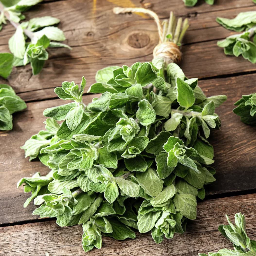 Griechischer Oregano mit lockeren rosa Blütenwolken