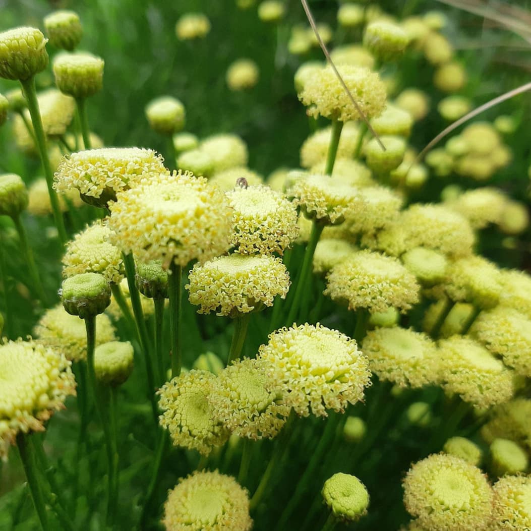Grünblättriges Heiligenkraut mit fein gefiedertem Laub und gelben Blüten