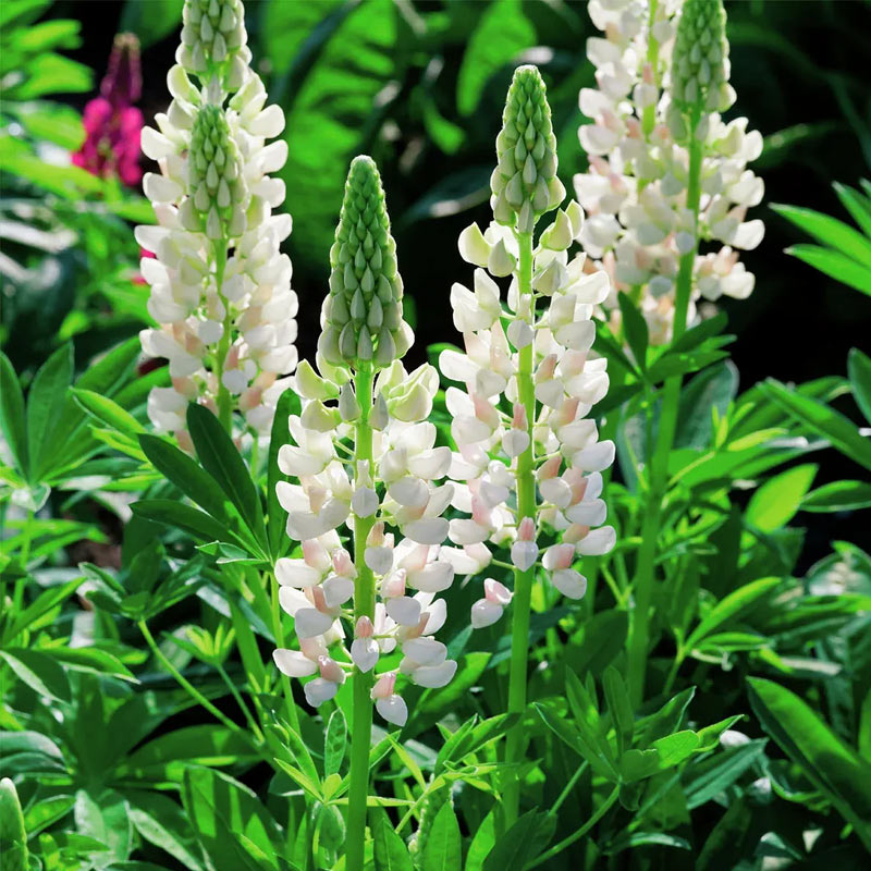 Wei&szlig;e Lupine (Lupinus polyphyllus) &mdash; aufrechte wei&szlig;e Bl&uuml;tenkerzen im Fr&uuml;hsommer